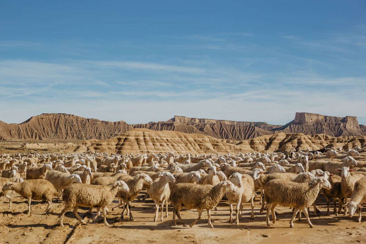 sheep herd on dry dusty plains barren mountains behind with blue cloudy sky