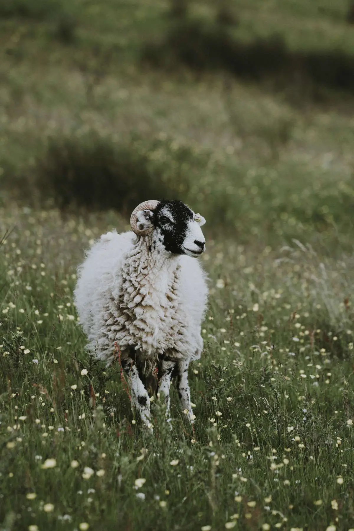 sheep standing in paddock of grass looking into distance