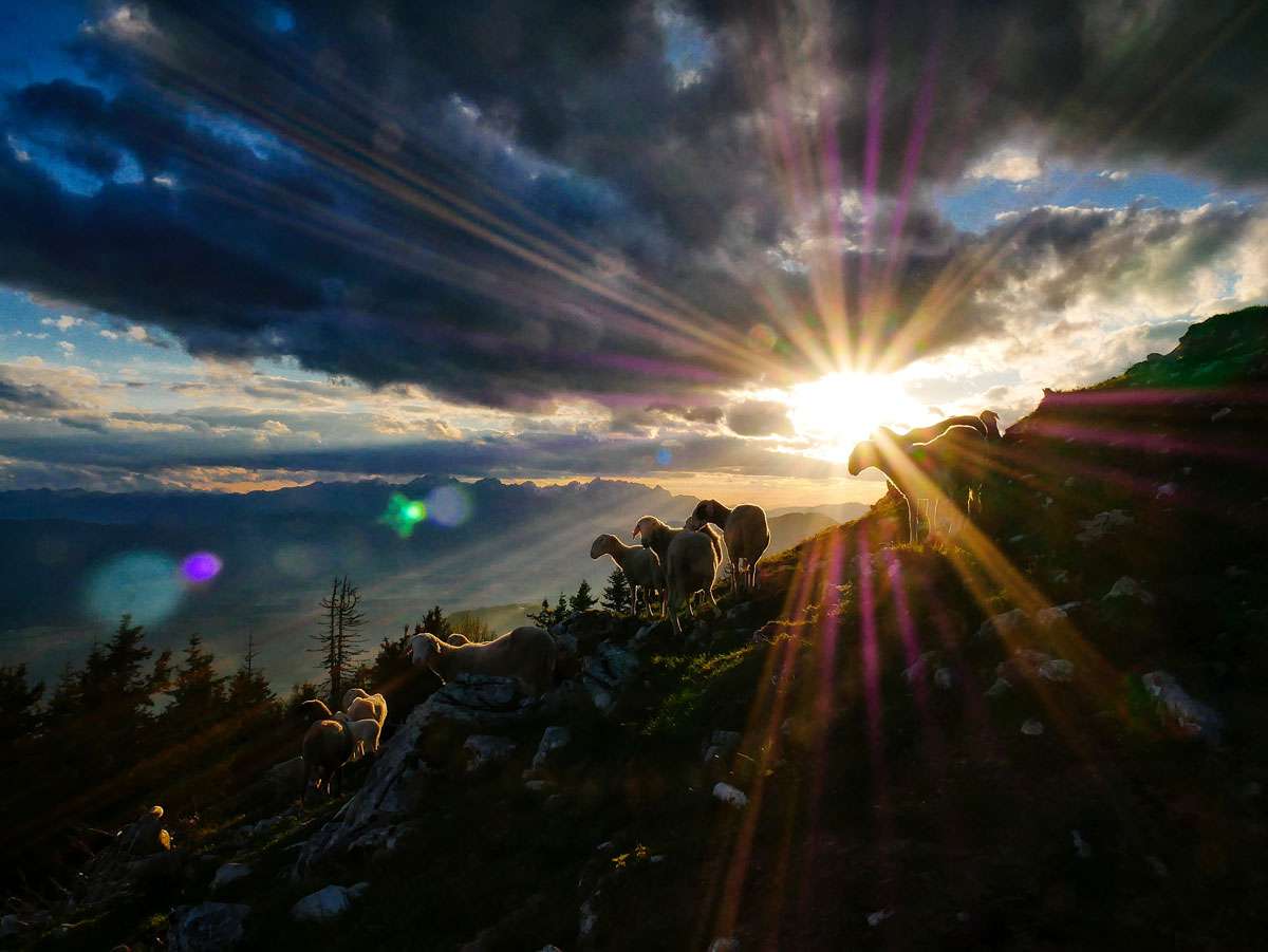 bright setting sunlight crepuscular rays with sheep descending hillside